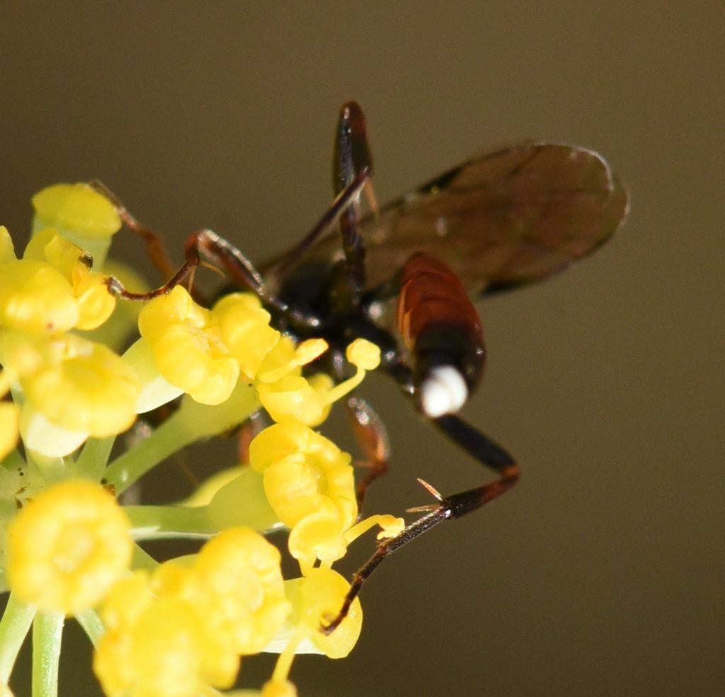 Ichneumonidae Ichneumoninae sp.