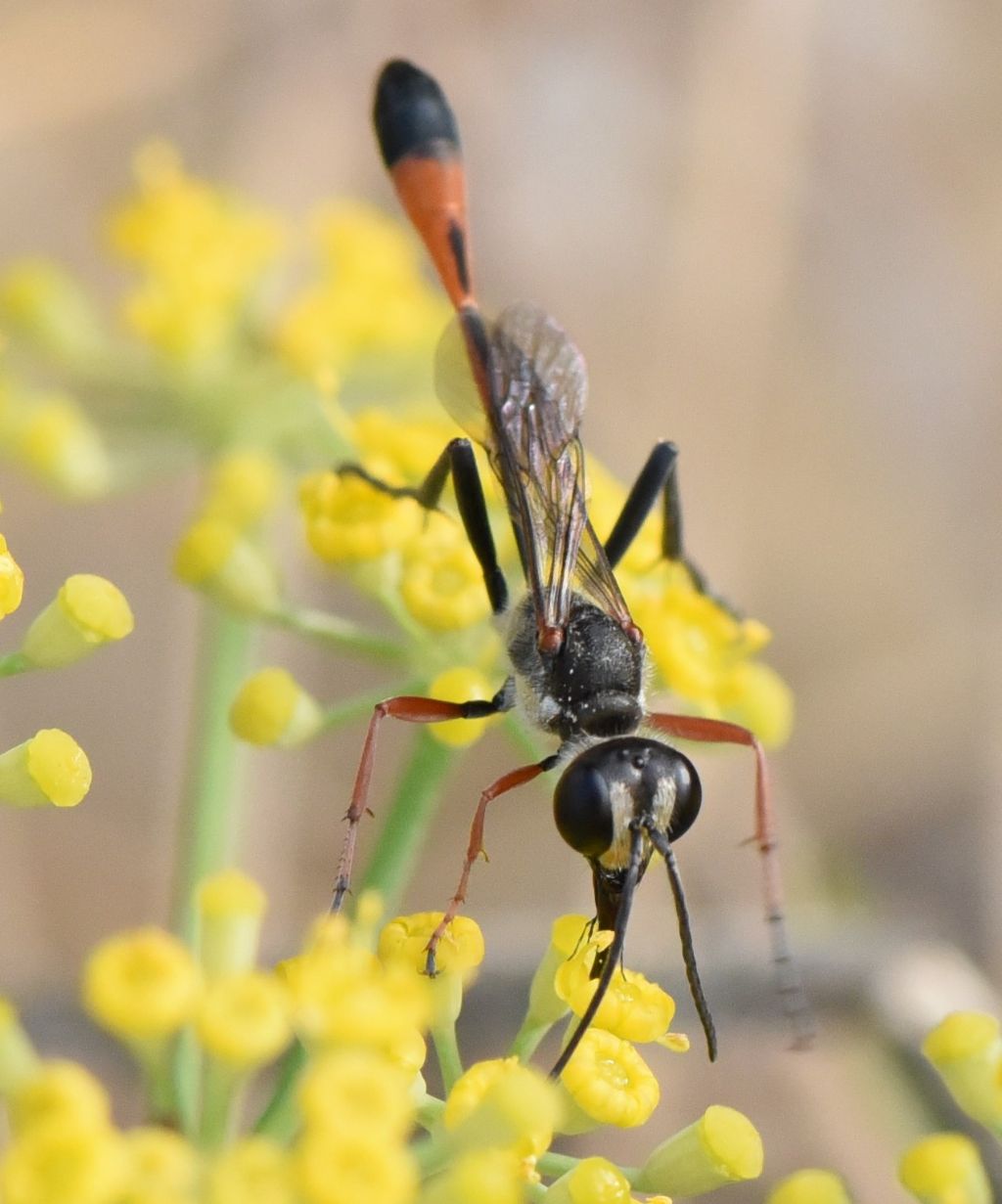 Sphecidae: Ammophila sabulosa? No, maschio di Ammophila heydeni subsp. heydeni