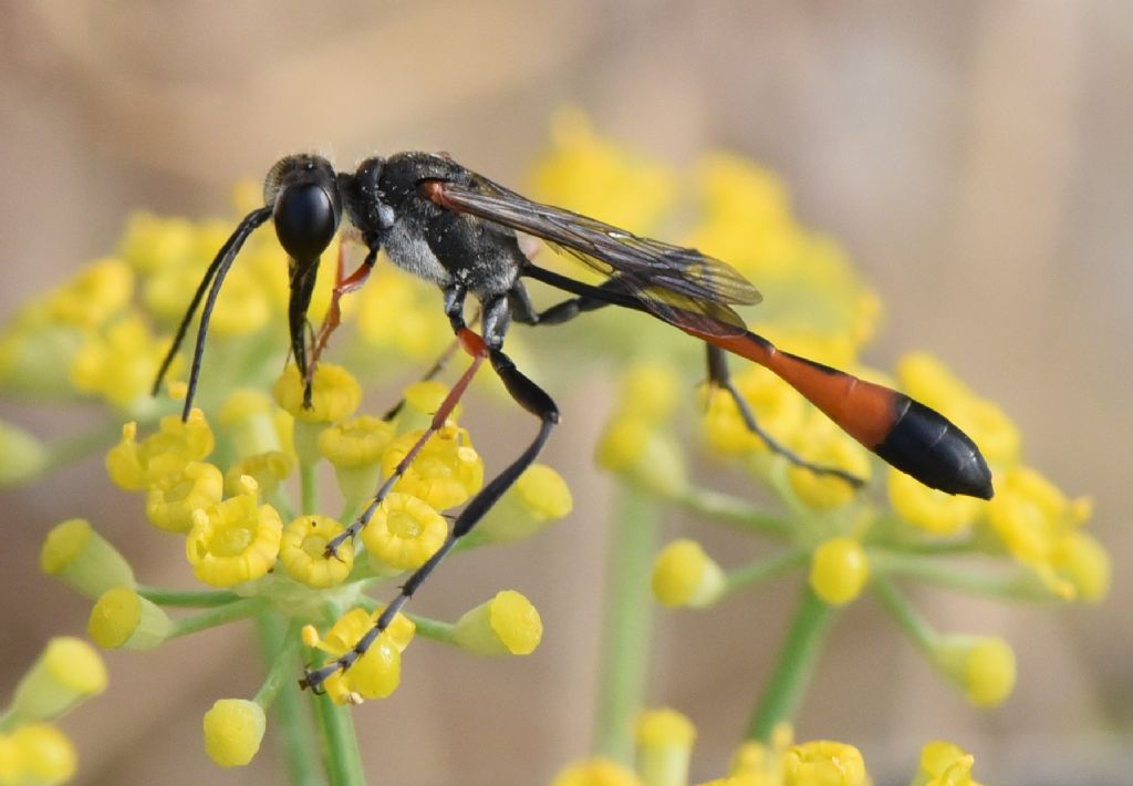 Sphecidae: Ammophila sabulosa? No, maschio di Ammophila heydeni subsp. heydeni