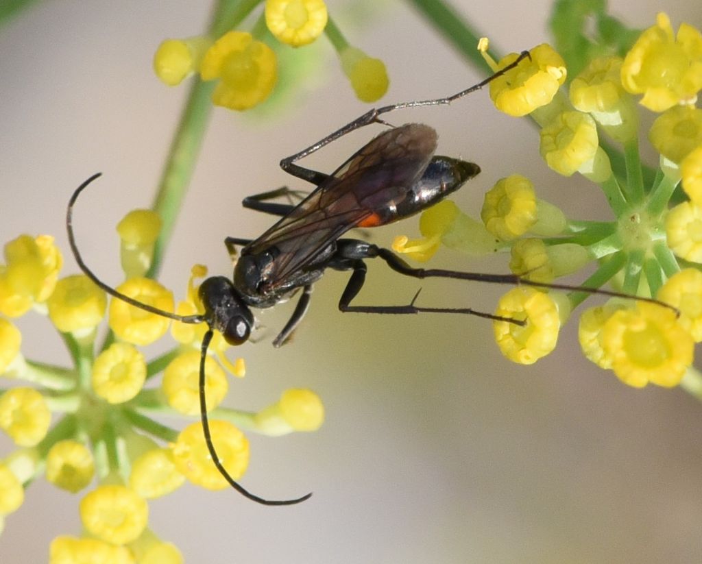 Pompilidae? ID