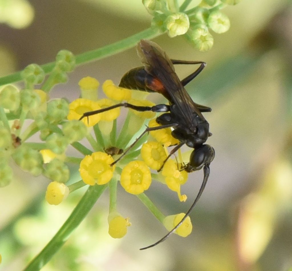 Pompilidae? ID