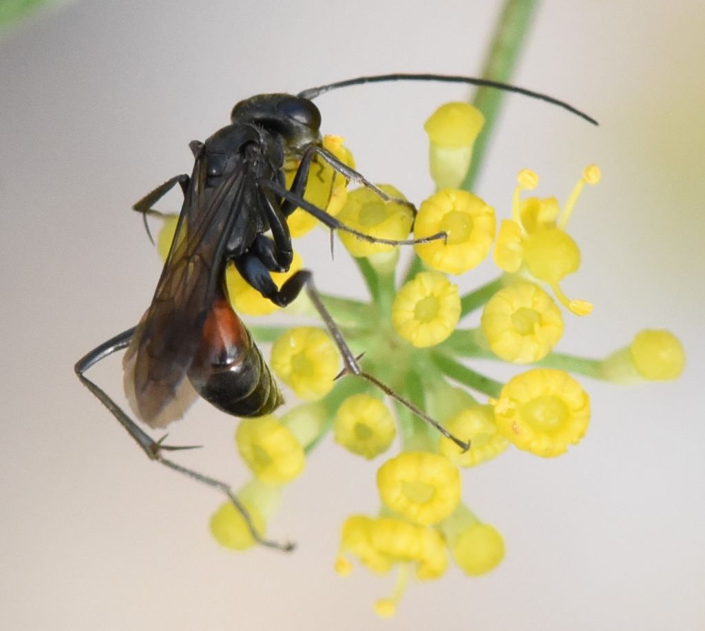 Pompilidae? ID