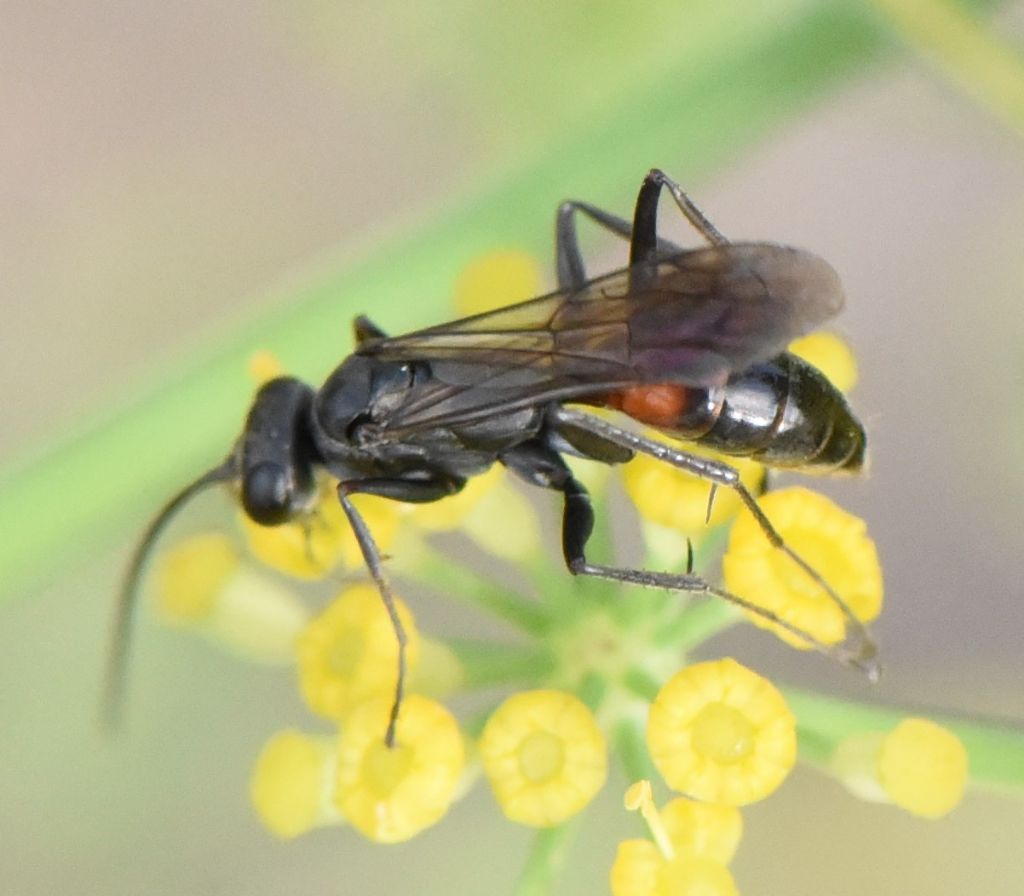 Pompilidae? ID