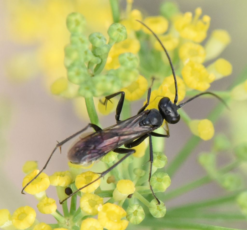 Pompilidae? ID