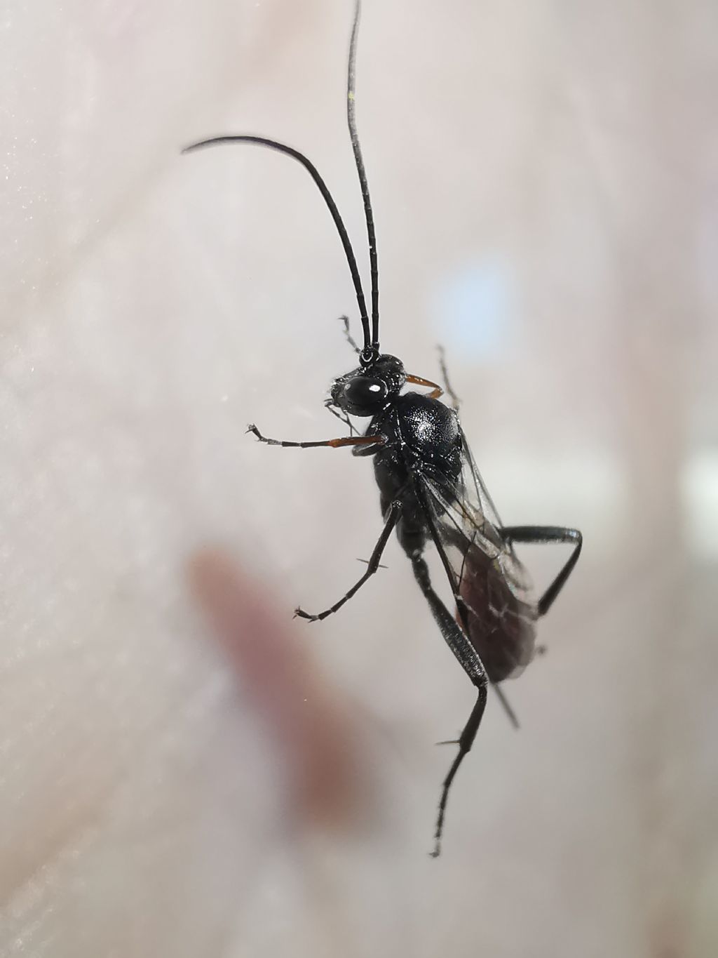 Ichneumonidae?