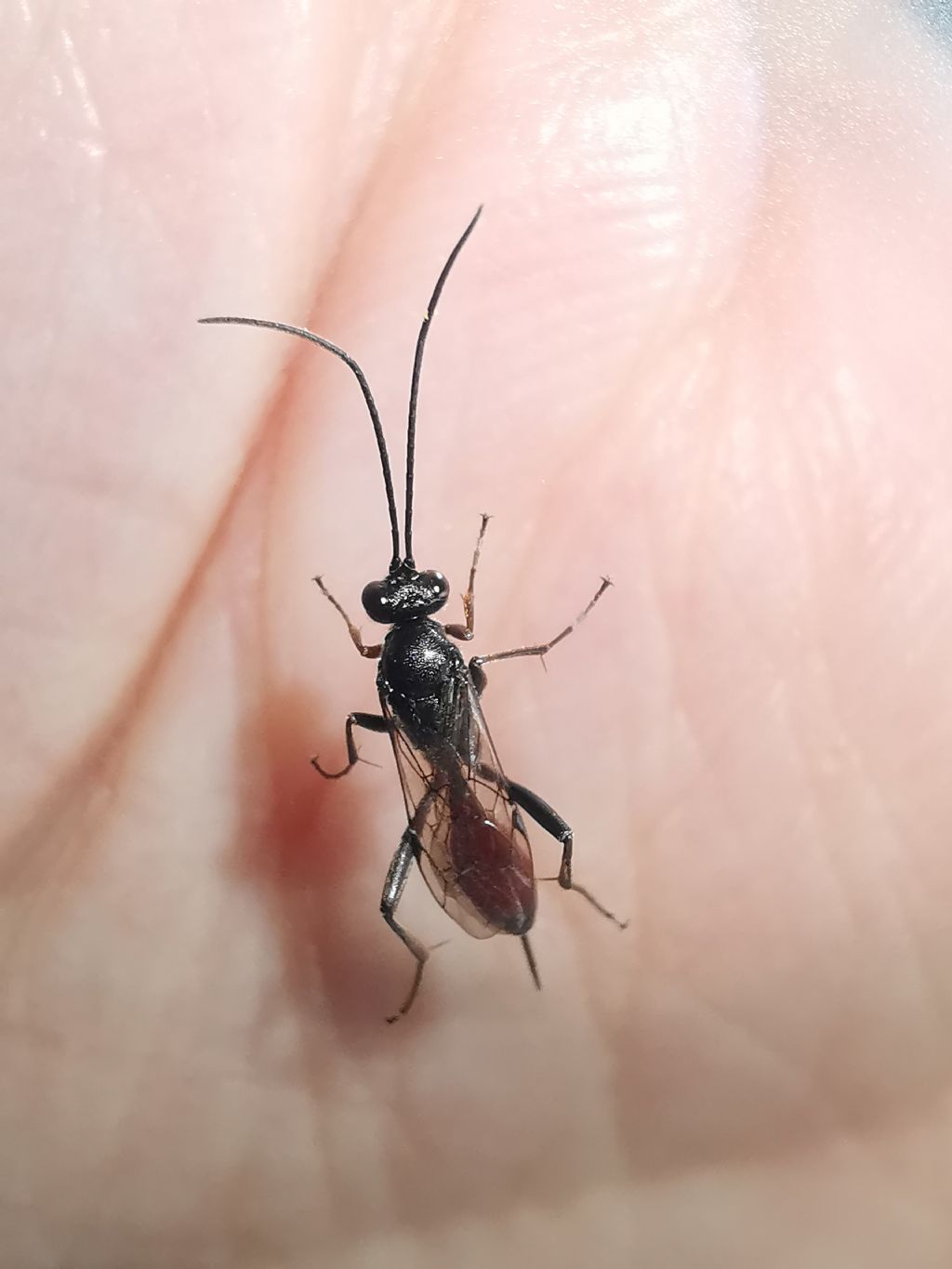 Ichneumonidae?