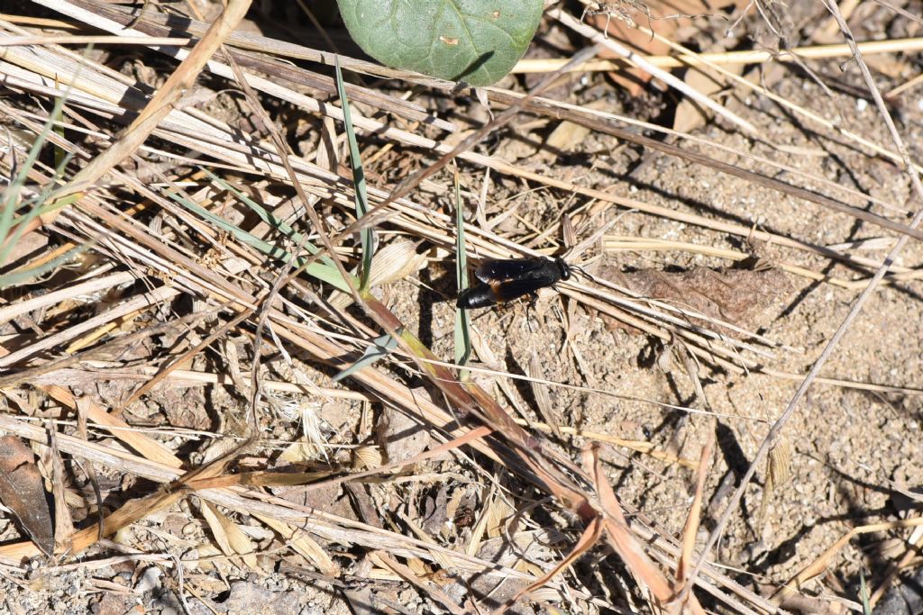 Crabronidae: Stizoides tridentatus? S.