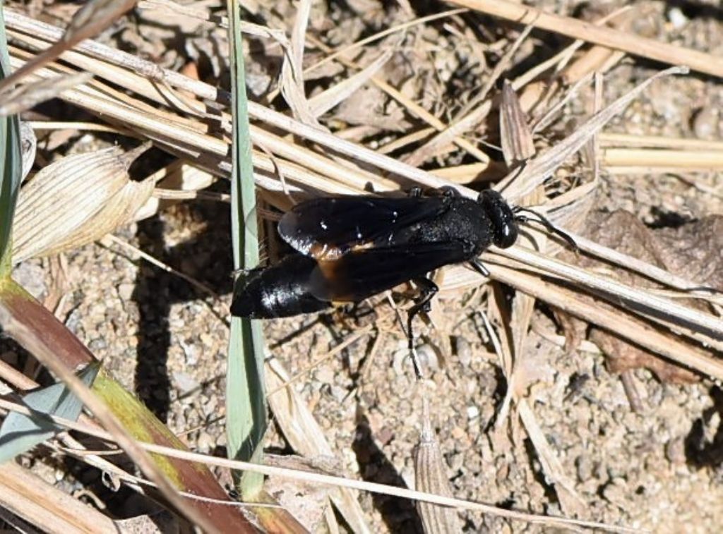 Crabronidae: Stizoides tridentatus? S.
