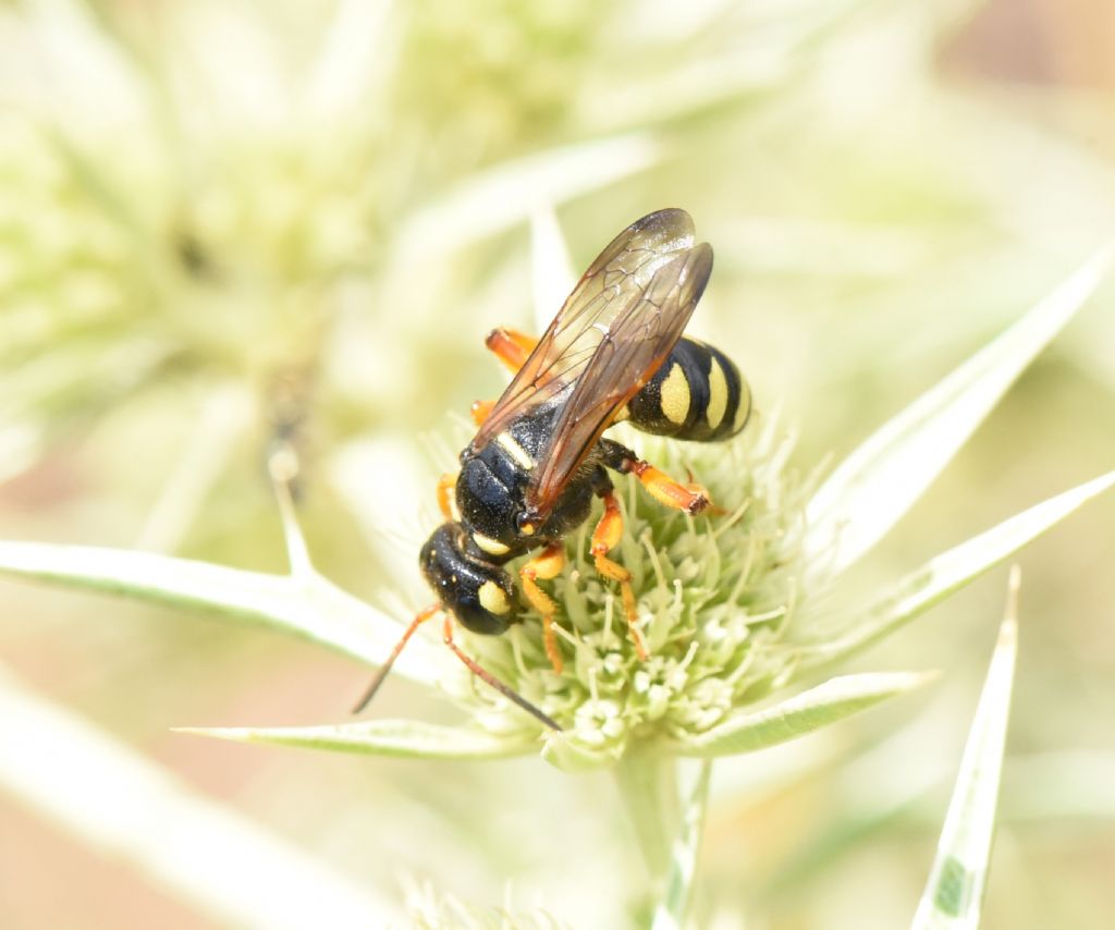 Crabronidae: Cerceris tuberculata? S, femmina.