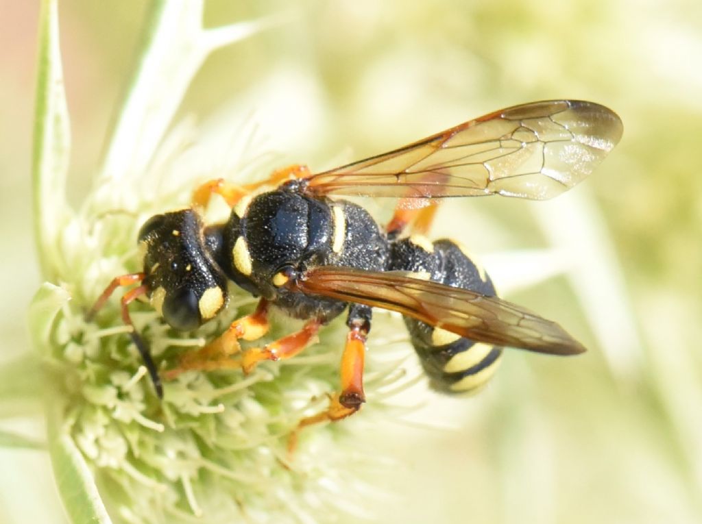 Crabronidae: Cerceris tuberculata? S, femmina.