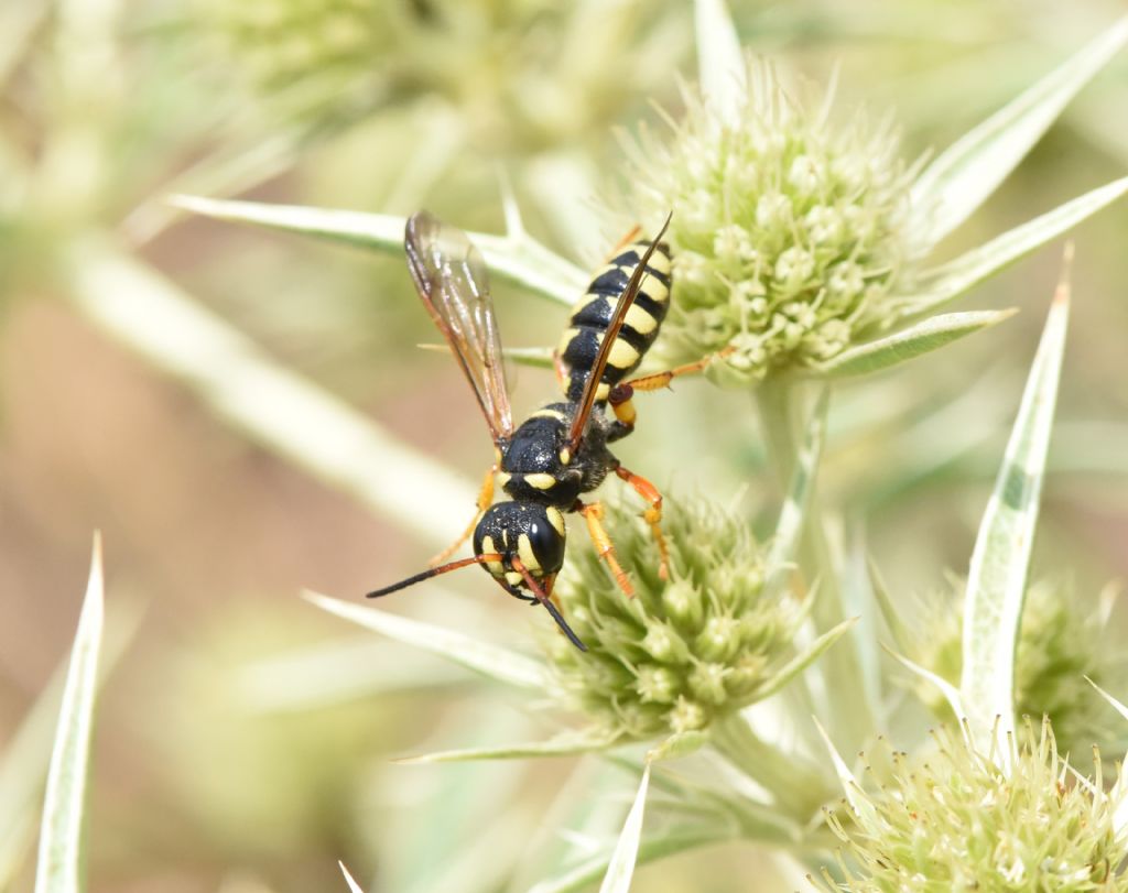 Crabronidae: Cerceris tuberculata? S, femmina.