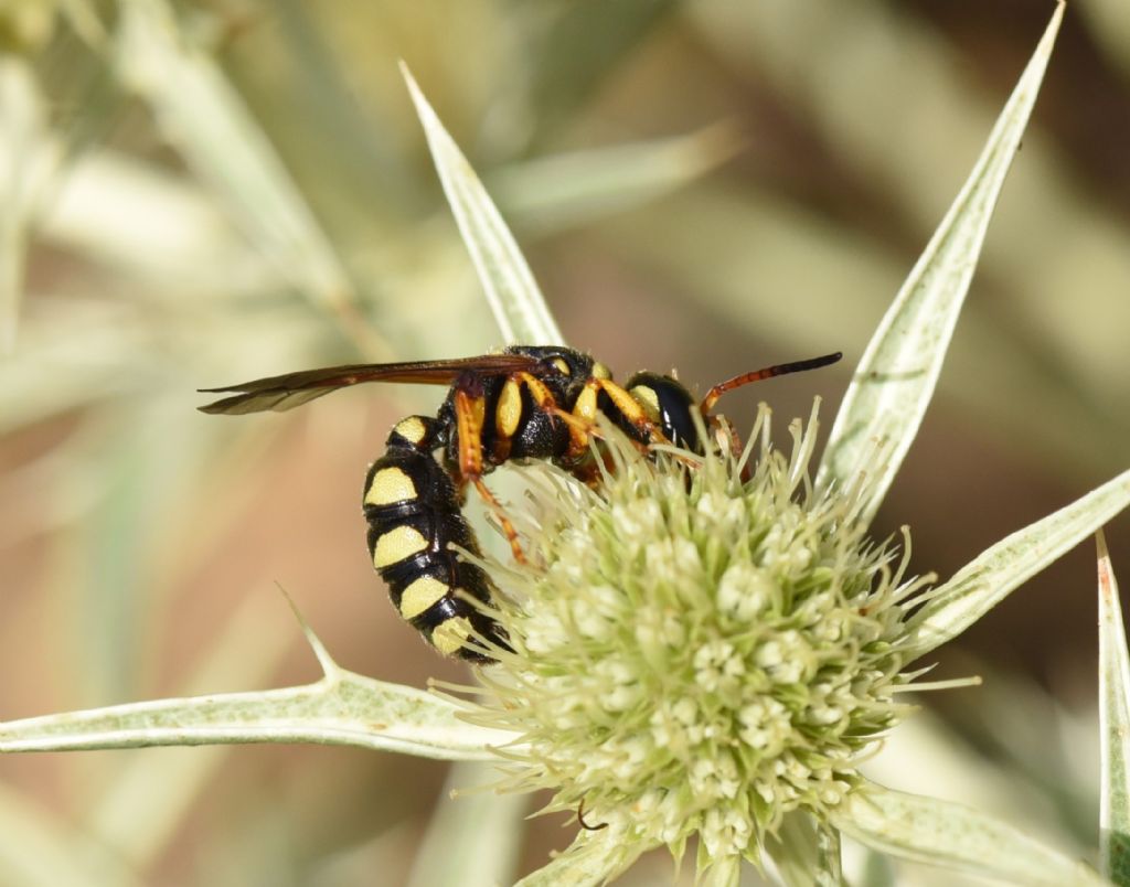 Crabronidae: Cerceris tuberculata? S, femmina.