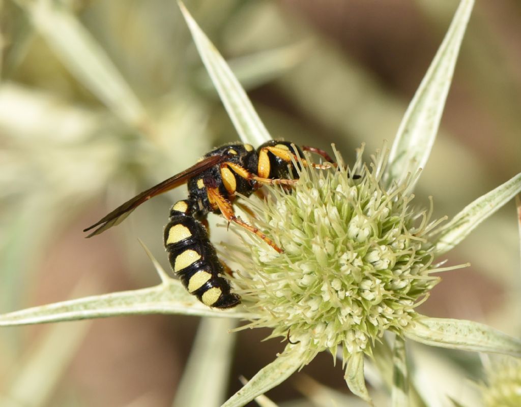 Crabronidae: Cerceris tuberculata? S, femmina.