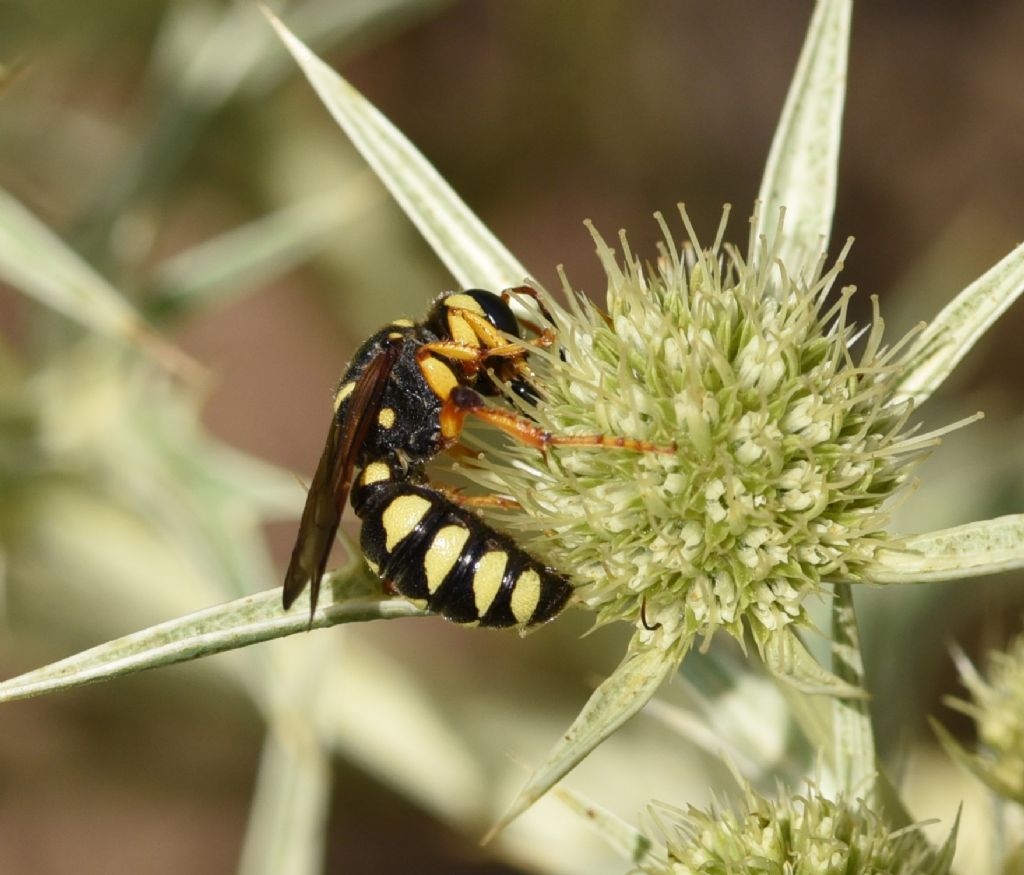 Crabronidae: Cerceris tuberculata? S, femmina.