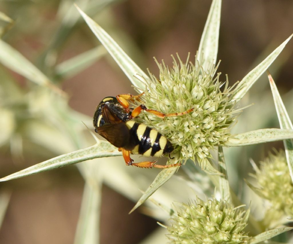 Crabronidae: Cerceris tuberculata? S, femmina.