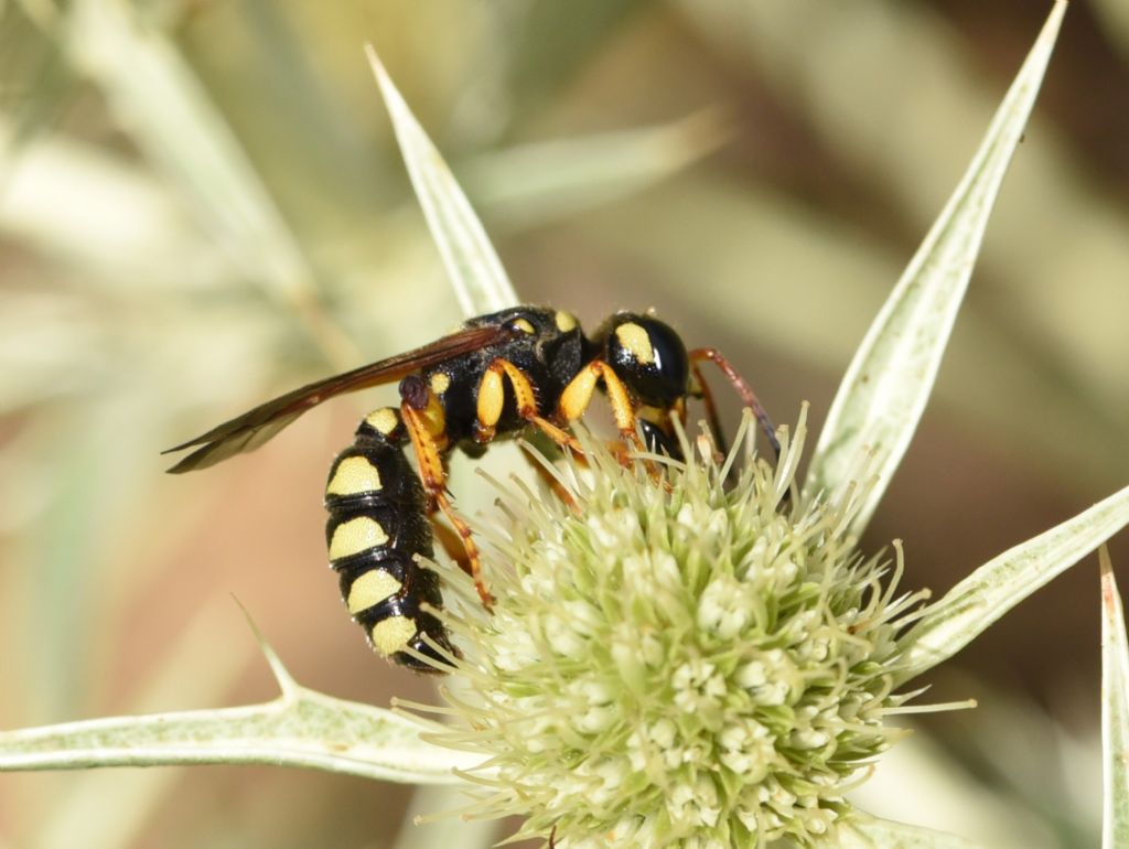 Crabronidae: Cerceris tuberculata? S, femmina.