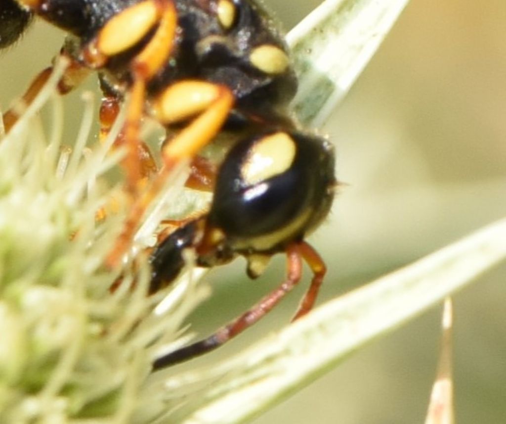 Crabronidae: Cerceris tuberculata? S, femmina.