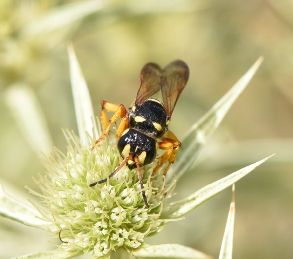 Crabronidae: Cerceris tuberculata? S, femmina.