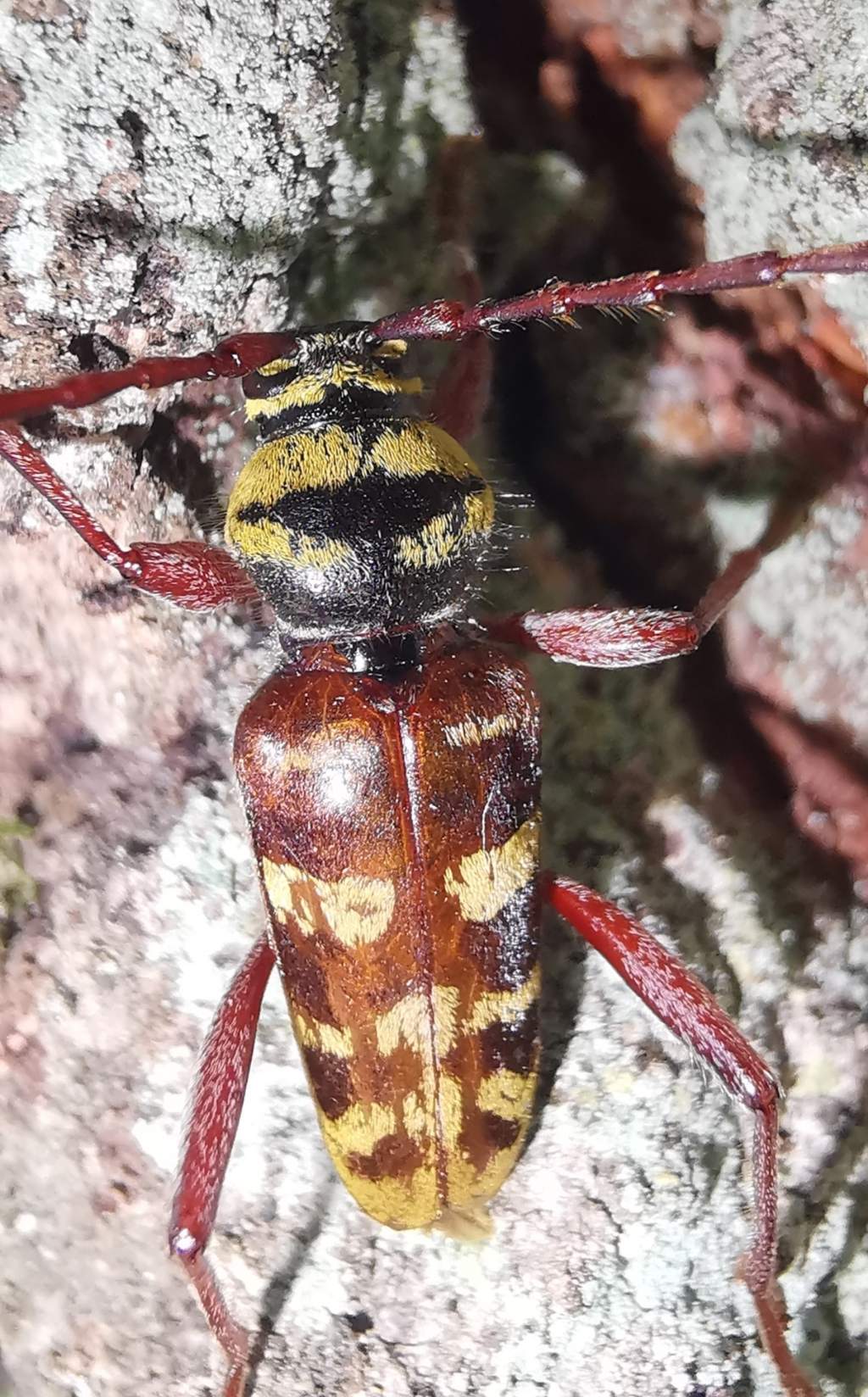 Cerambycidae: Plagionotus detritus? S, maschio.