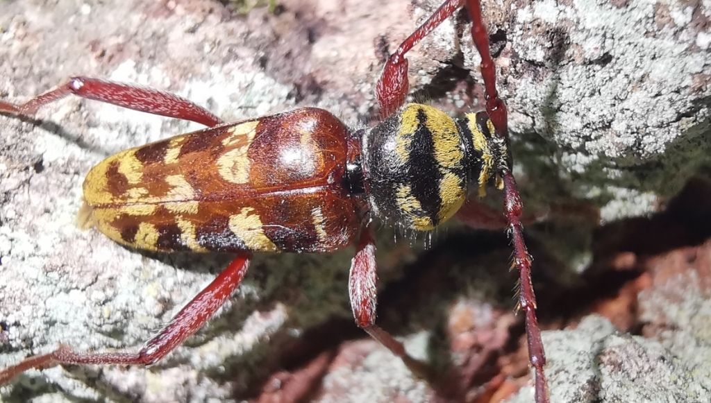 Cerambycidae: Plagionotus detritus? S, maschio.