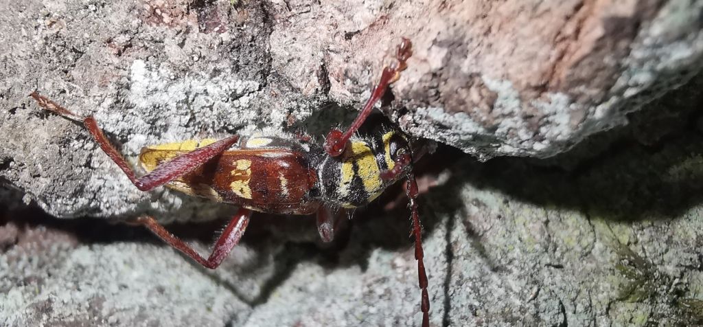 Cerambycidae: Plagionotus detritus? S, maschio.