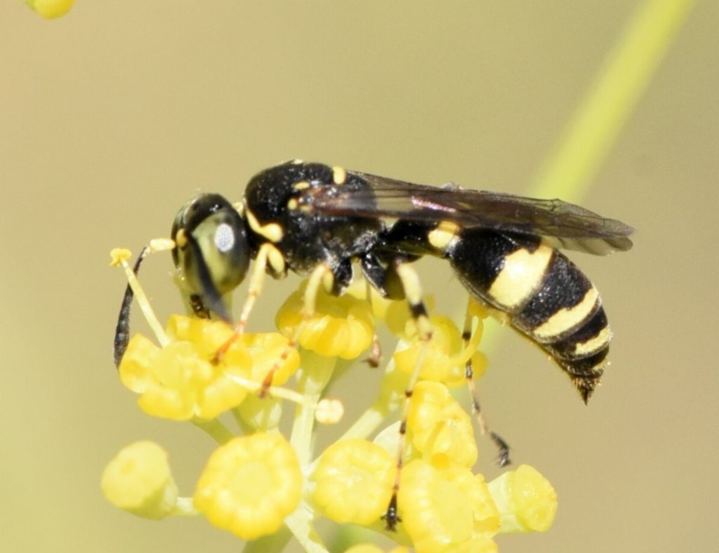 Crabronidae: Gotytes sp.? No, maschio di Ammatomus coarctatus