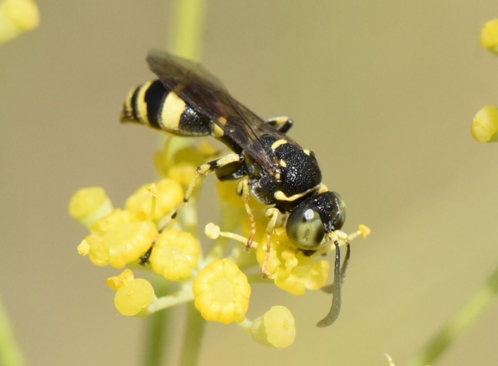 Crabronidae: Gotytes sp.? No, maschio di Ammatomus coarctatus