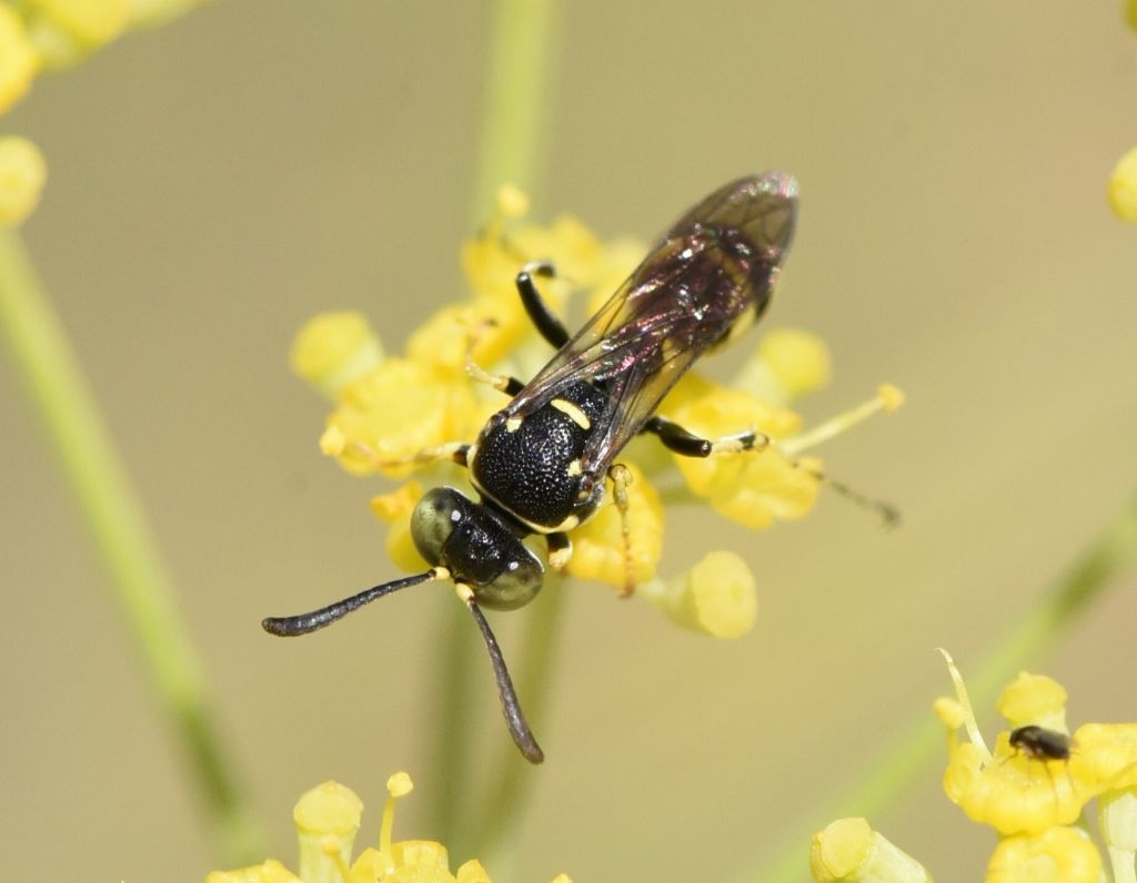 Crabronidae: Gotytes sp.? No, maschio di Ammatomus coarctatus