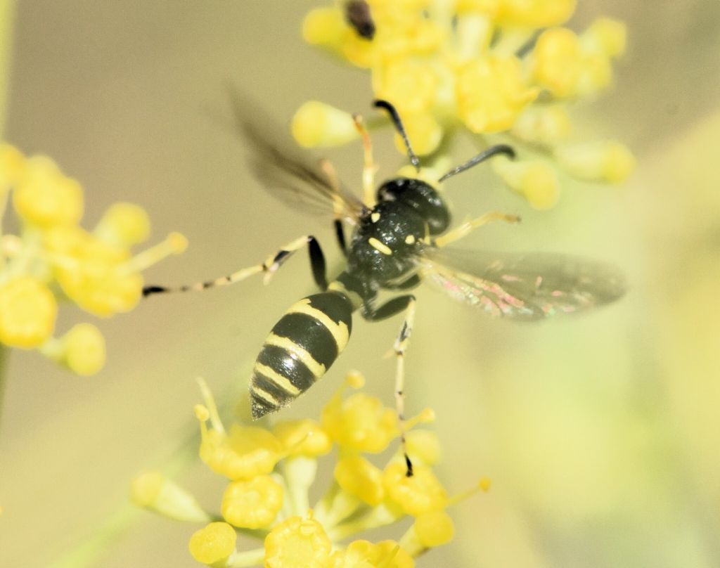 Crabronidae: Gotytes sp.? No, maschio di Ammatomus coarctatus