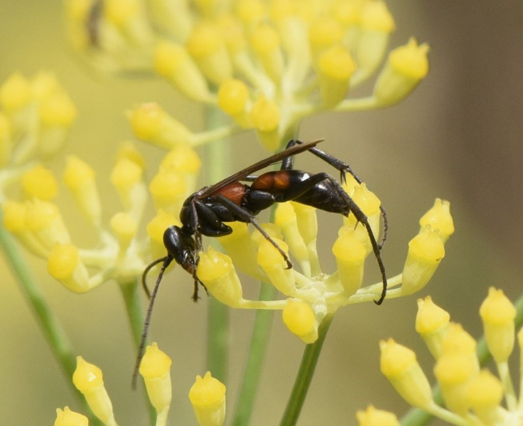 Pompilidae: Cryptocheilus elegans