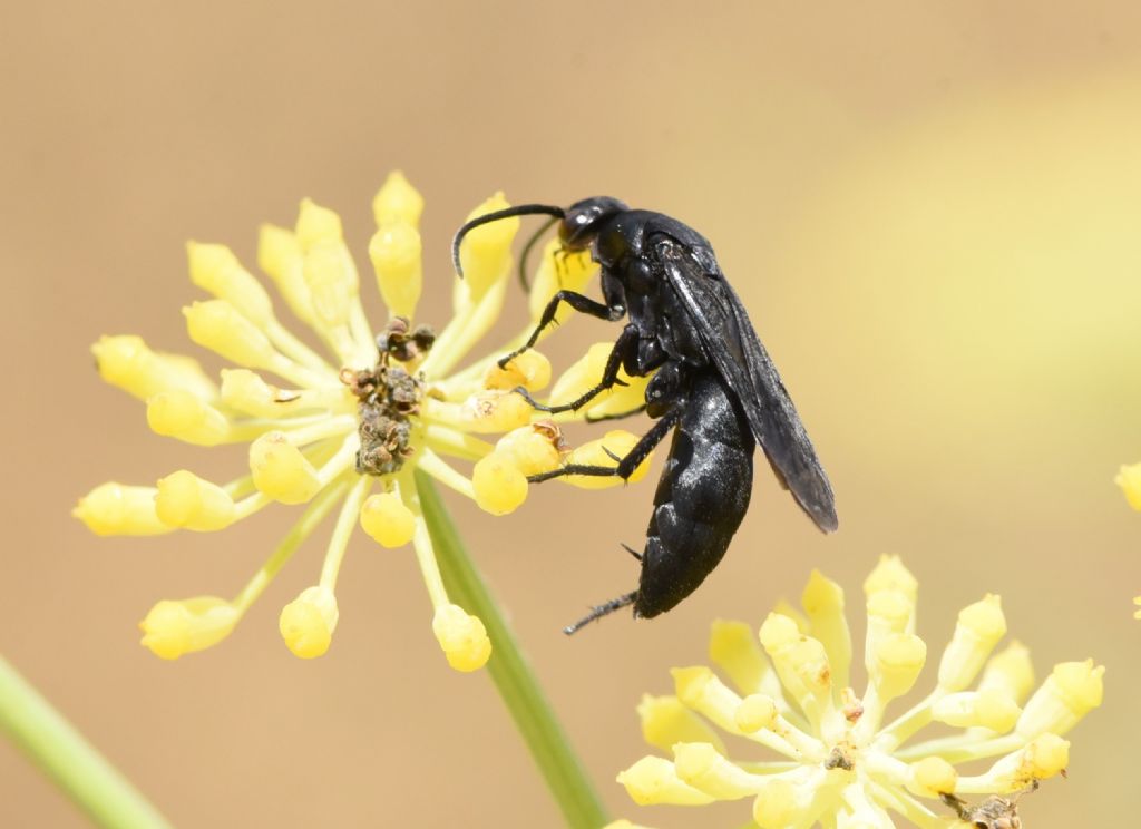 Pompilidae: femmina di Ferreola diffinis? S.