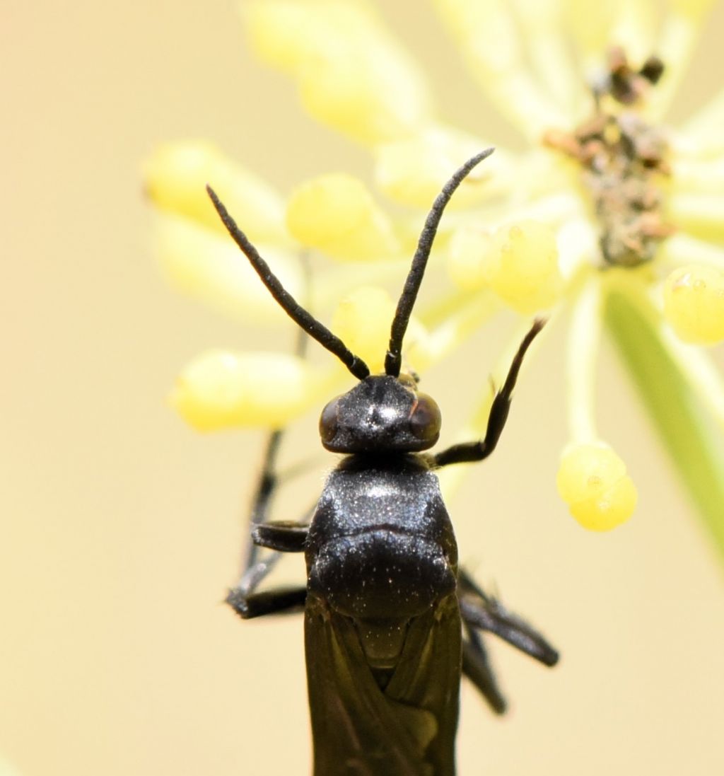 Pompilidae: femmina di Ferreola diffinis? S.