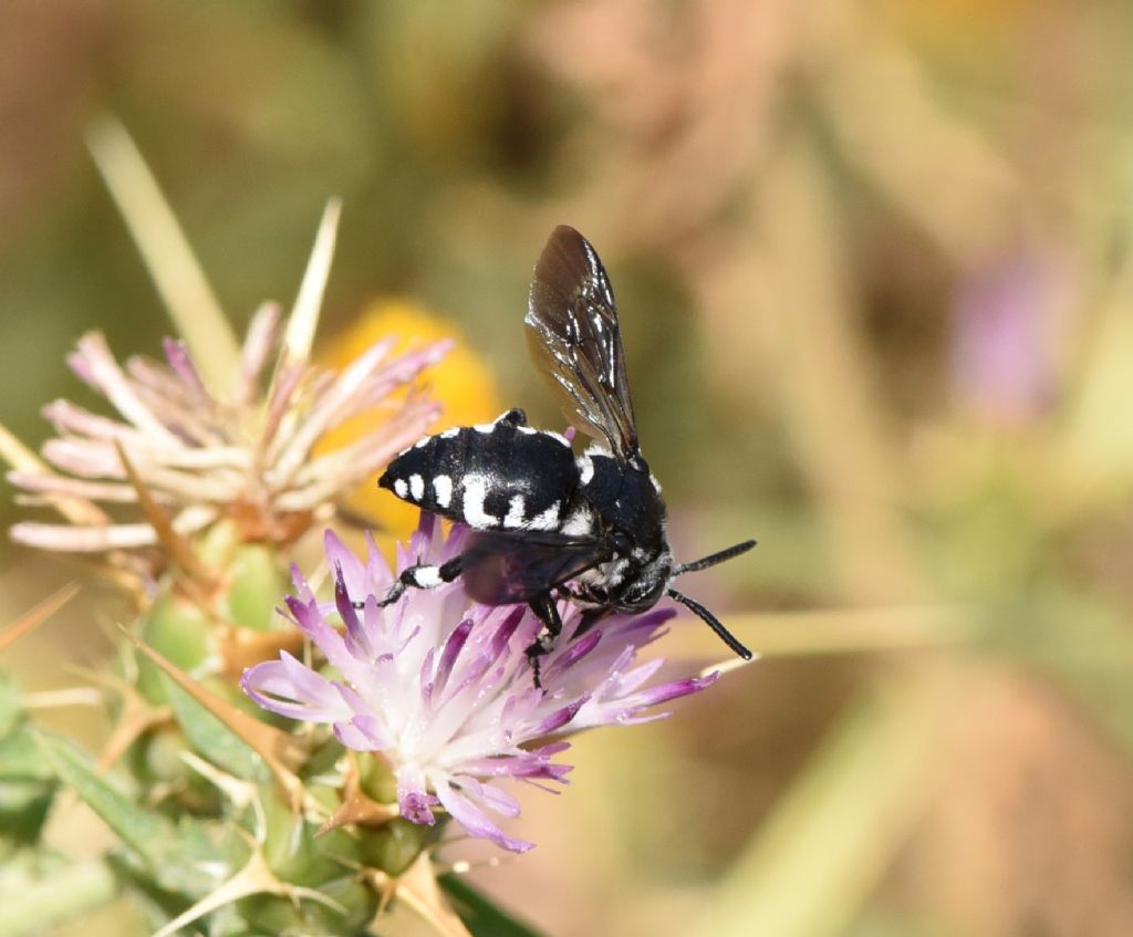 Apidae Apinae: Thyreus sp.