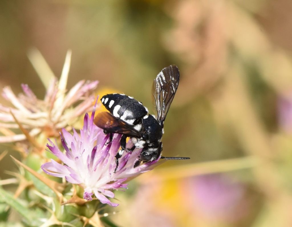 Apidae Apinae: Thyreus sp.