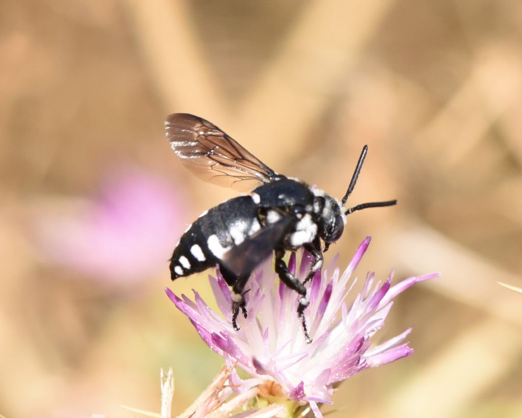 Apidae Apinae: Thyreus sp.