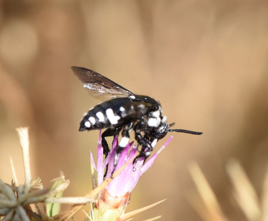Apidae Apinae: Thyreus sp.
