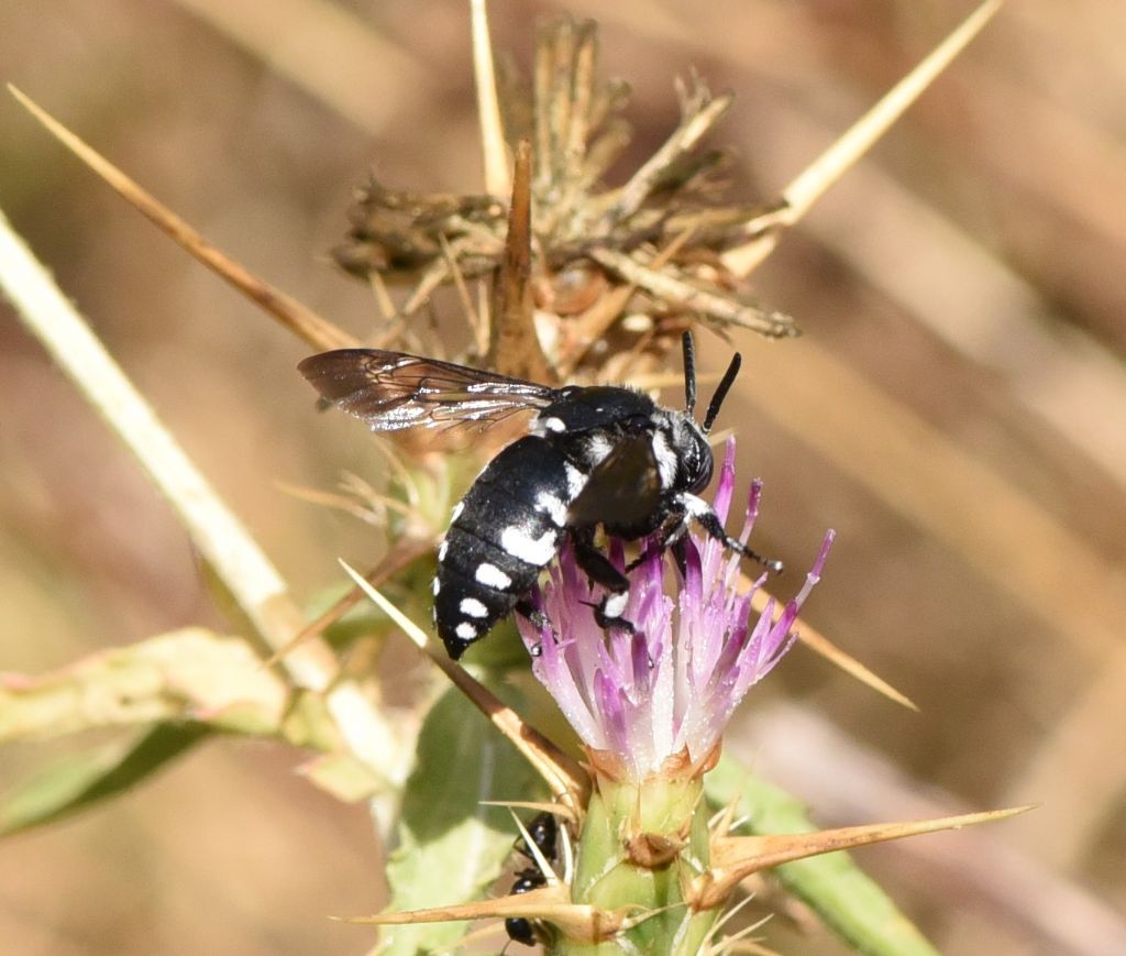 Apidae Apinae: Thyreus sp.