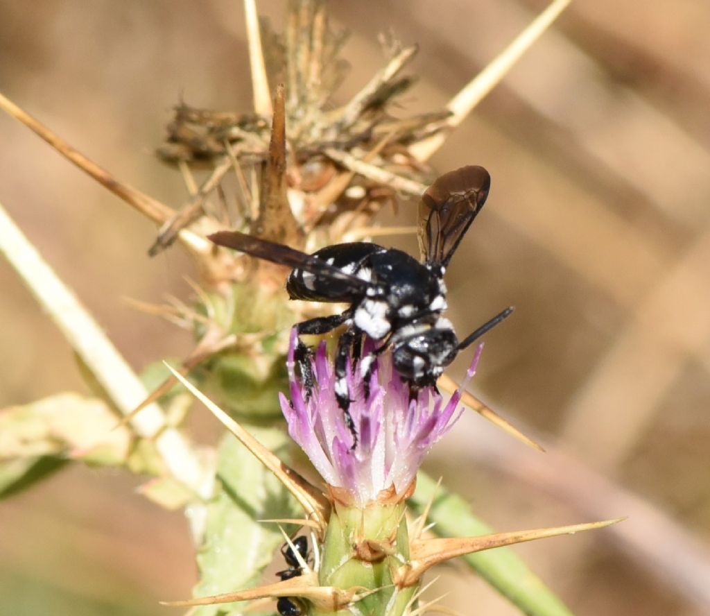 Apidae Apinae: Thyreus sp.