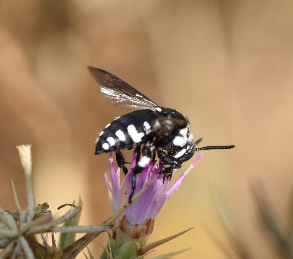 Apidae Apinae: Thyreus sp.