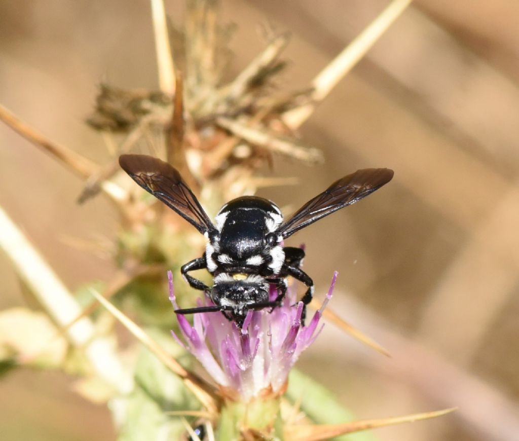 Apidae Apinae: Thyreus sp.