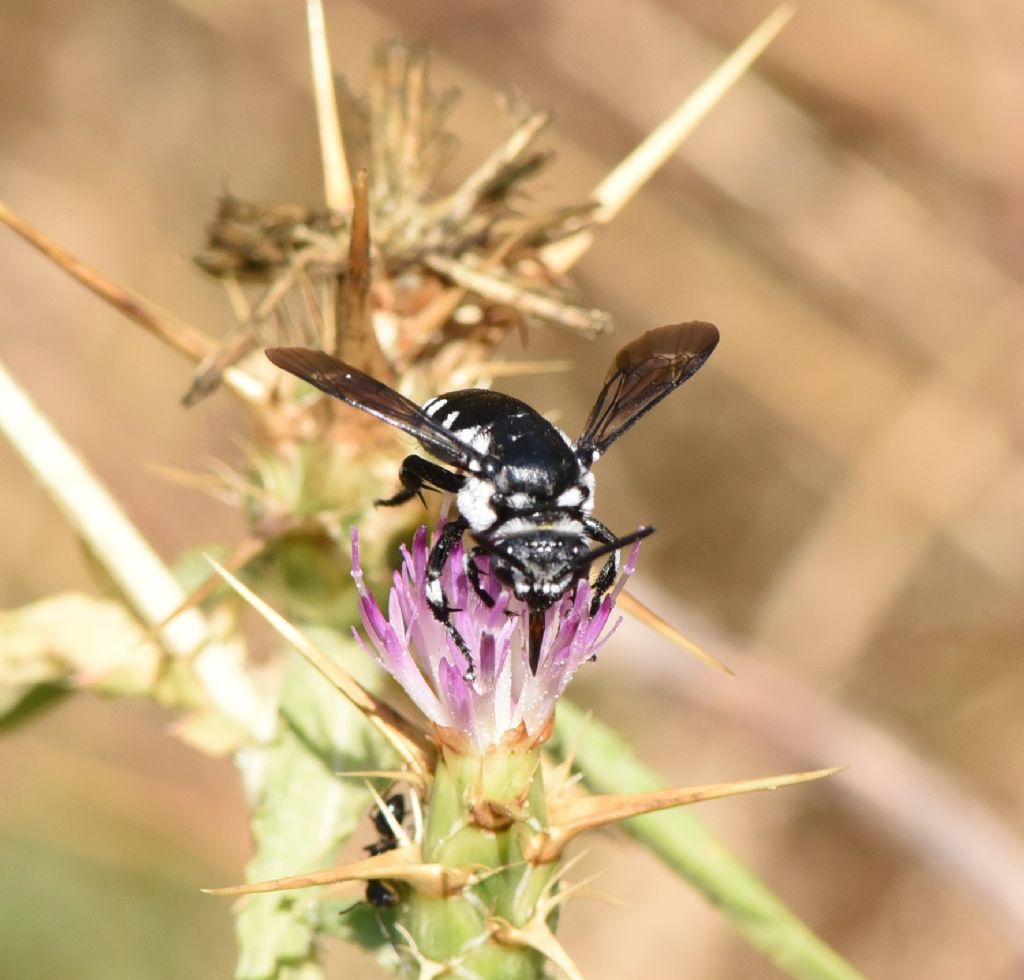Apidae Apinae: Thyreus sp.