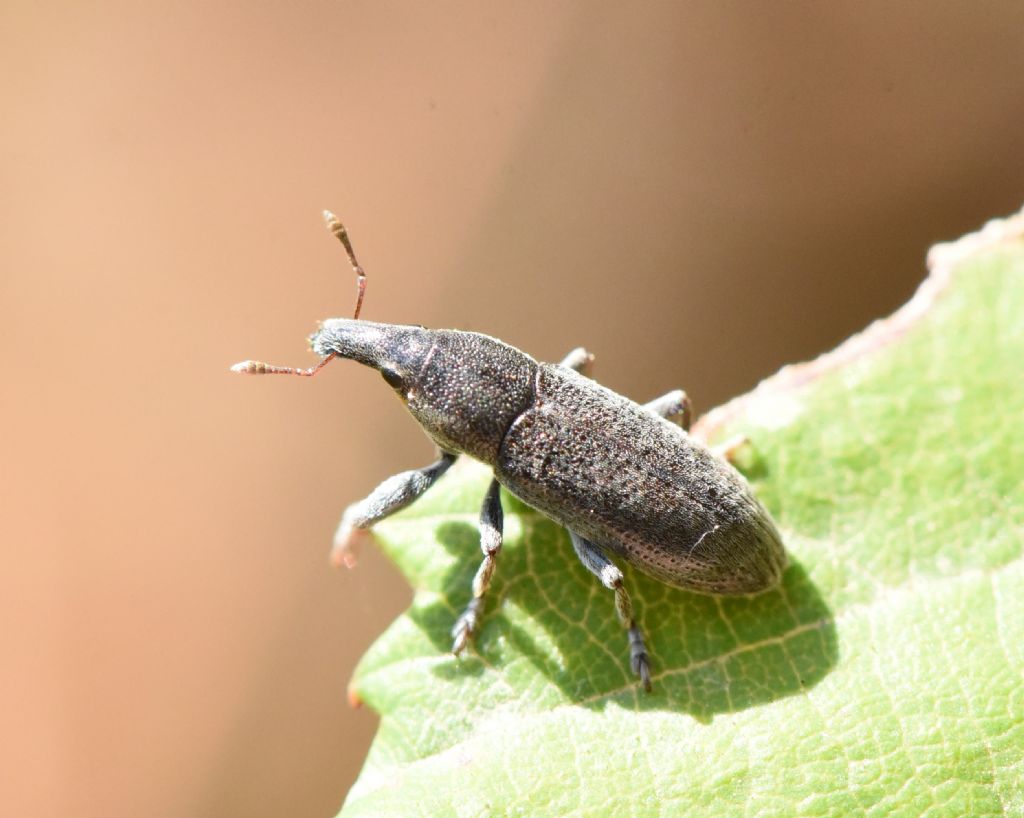 Lixus cinerascens?