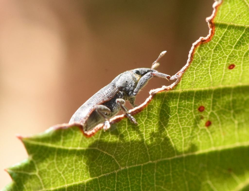 Lixus cinerascens?