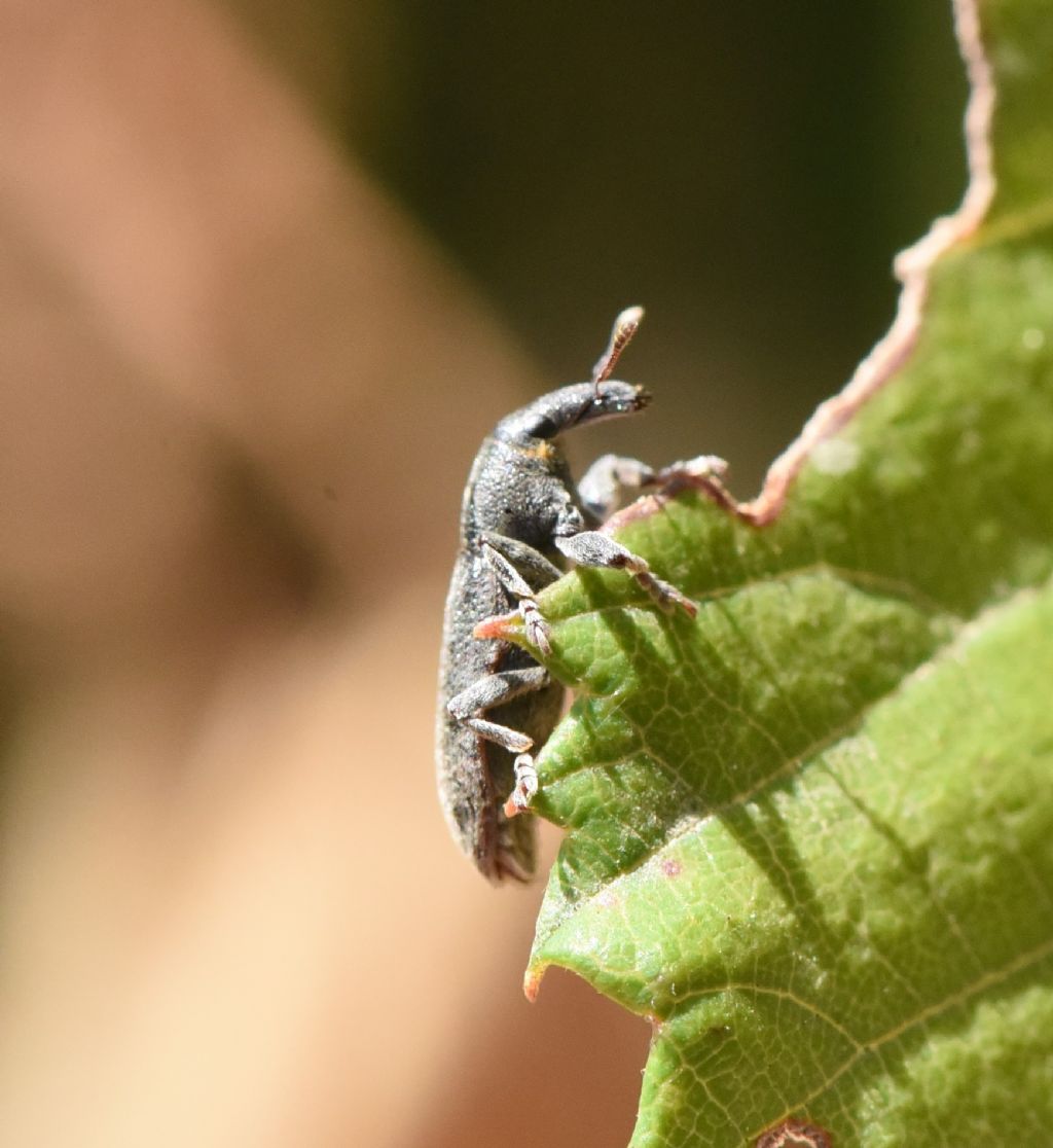 Lixus cinerascens?