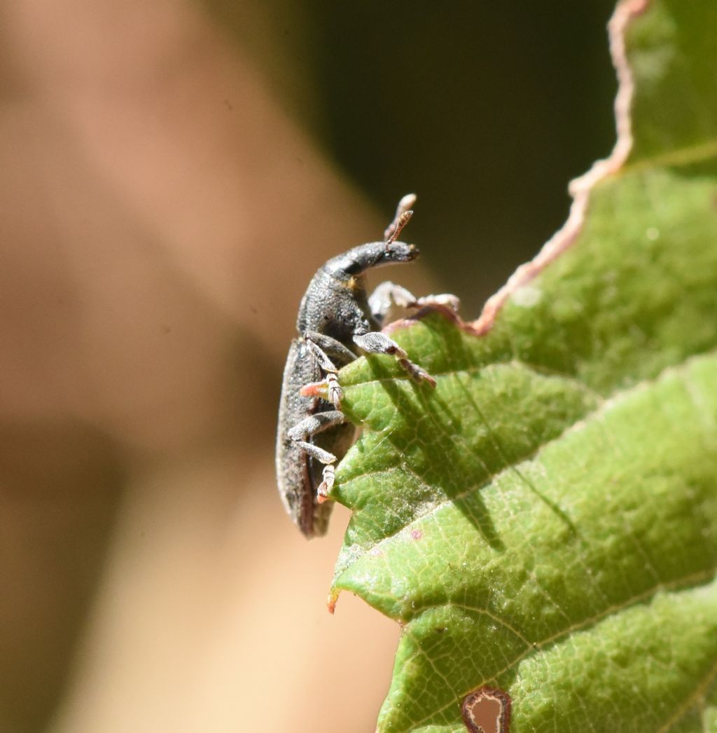 Lixus cinerascens?