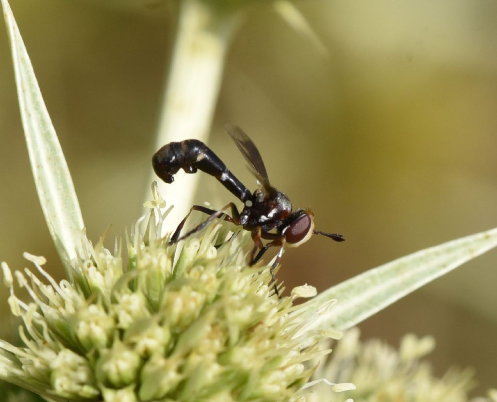 Quale Conopidae? Physocephala cfr pusilla