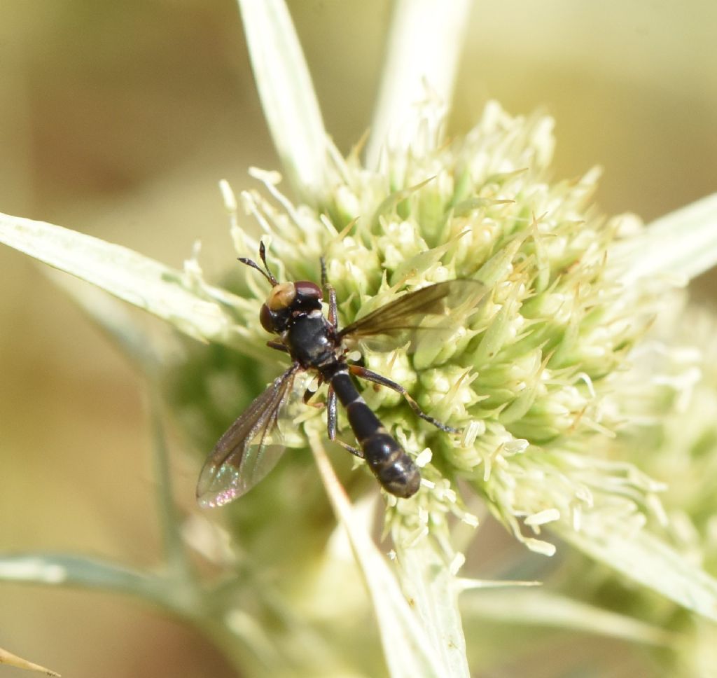 Quale Conopidae? Physocephala cfr pusilla