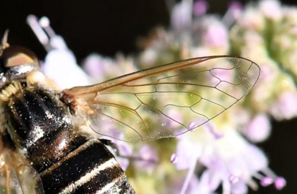 Bombyliidae: Exhyalanthrax collarti, una rarit?