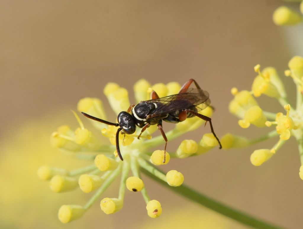 Pompilidae: Ceropales cf cribrata/helvetica