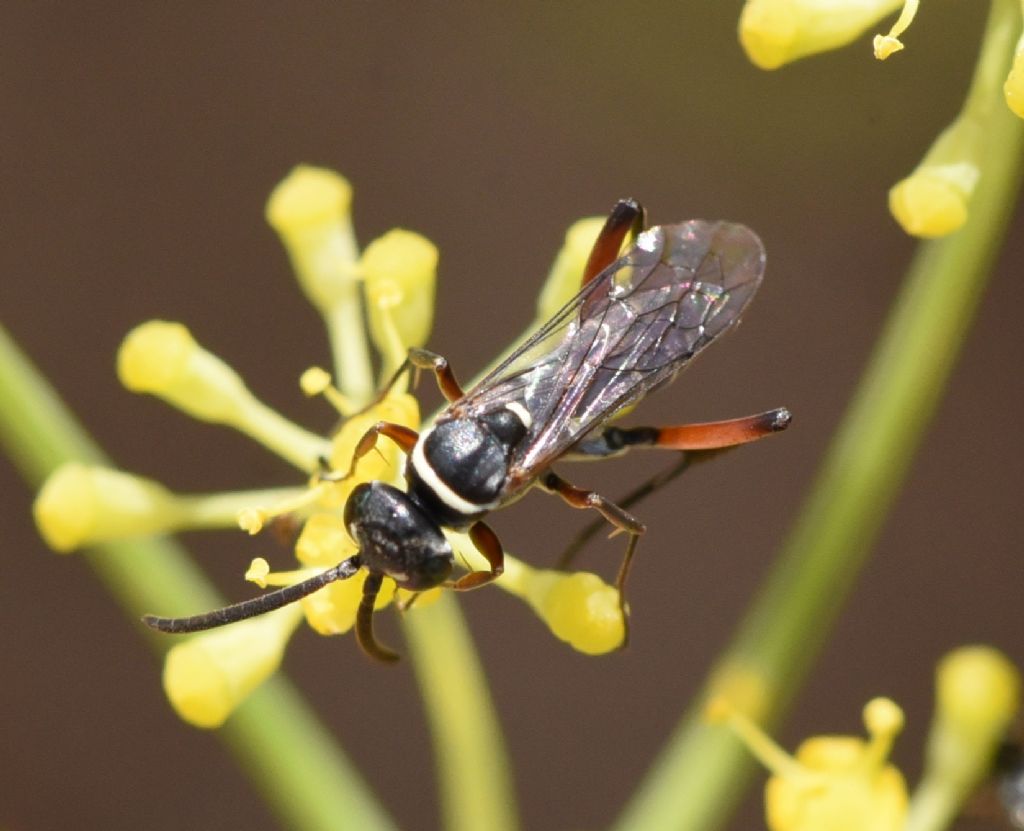 Pompilidae: Ceropales cf cribrata